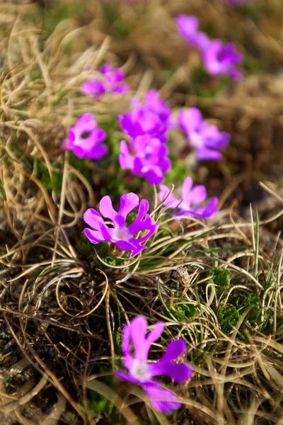 Närbild Små Vilda Lila Blommor Berget — Stockfoto