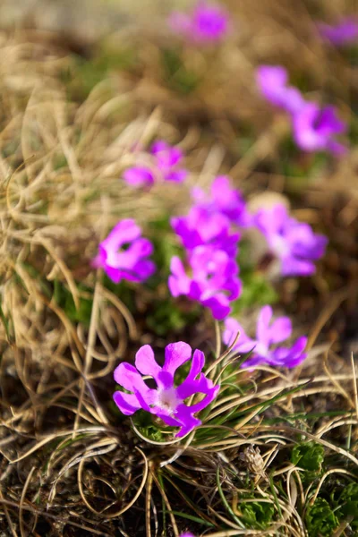 Primer Plano Pequeñas Flores Púrpuras Silvestres Montaña —  Fotos de Stock