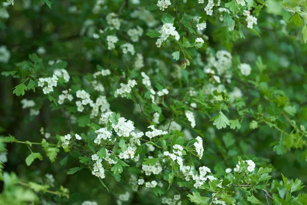 Espinheiro Crataegus Monogyna Floração Tiro Close — Fotografia de Stock