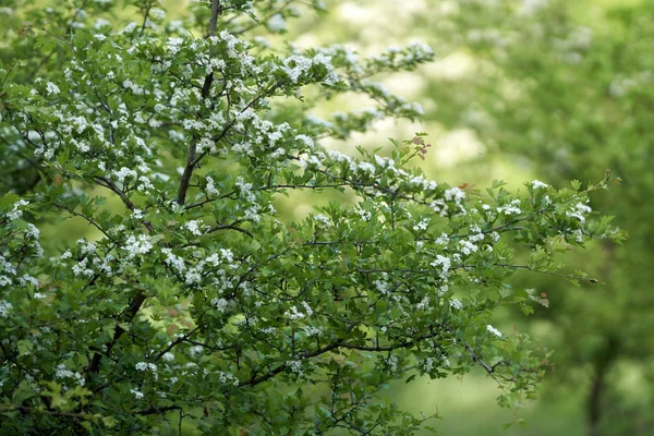 Hawthorn Crataegus Monogyna Flowering Closeup Shot — Stock Photo, Image