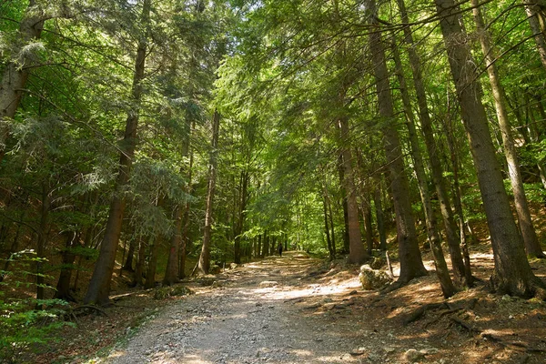 Rural Road Trail Beech Forest Spring — Stock Photo, Image