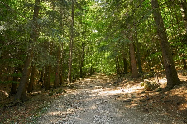 Rural Road Trail Beech Forest Spring — Stock Photo, Image