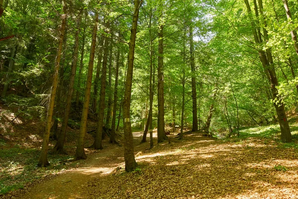 Büyük Ağaçlar Hiking Trail Ile Yaprak Döken Orman — Stok fotoğraf