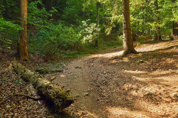 Floresta Decídua Com Árvores Grandes Uma Trilha Caminhada — Fotografia de Stock
