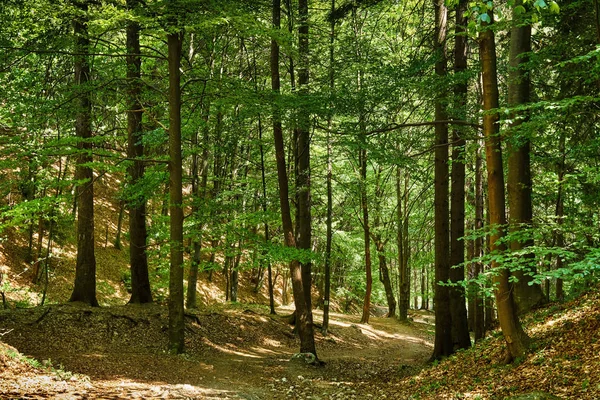Bosque Caducifolio Con Árboles Grandes Una Ruta Senderismo — Foto de Stock