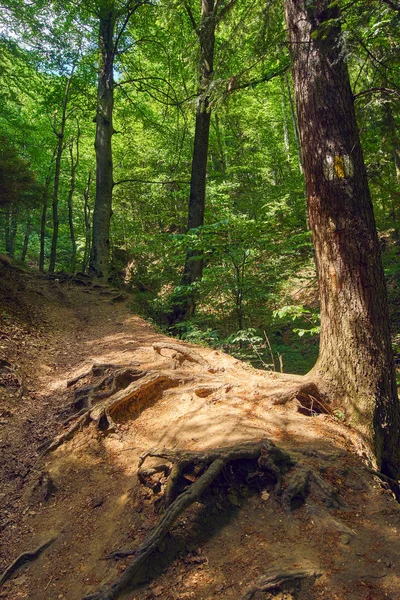 Лиственный Лес Большими Деревьями Пешеходной Тропой — стоковое фото