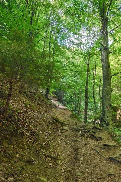 大きな木やハイキング トレイルとの落葉樹林 — ストック写真