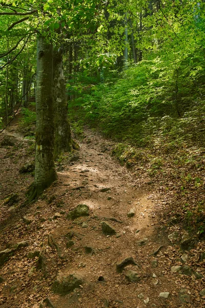 Bosque Caducifolio Con Árboles Grandes Una Ruta Senderismo — Foto de Stock