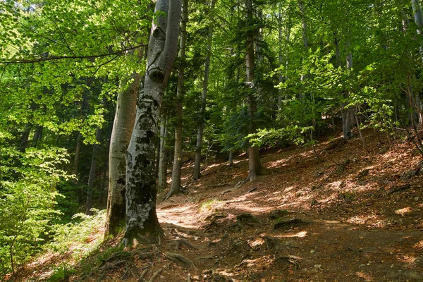 Laubwald Mit Großen Bäumen Und Einem Wanderweg — Stockfoto