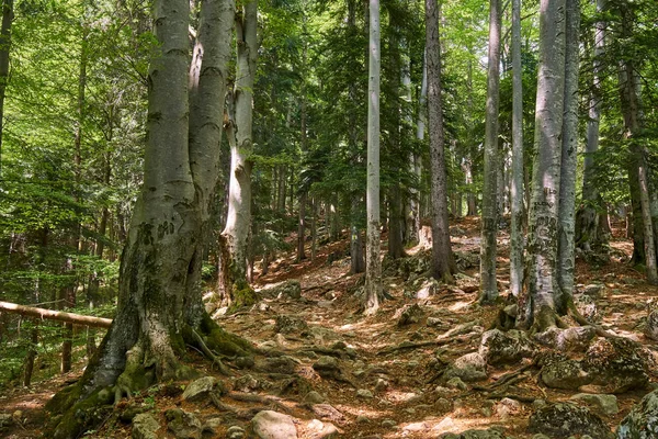 Lombhullató Erdőkben Nagy Fák Egy Turistaút — Stock Fotó