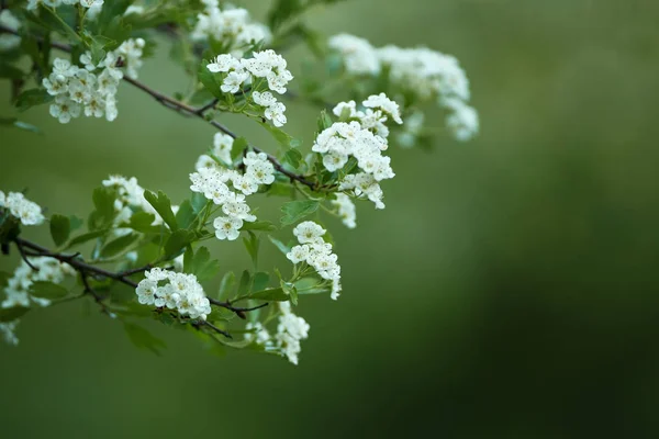 Galagonya Crataegus Monogyna Virágzó Közelkép Lövés Stock Kép