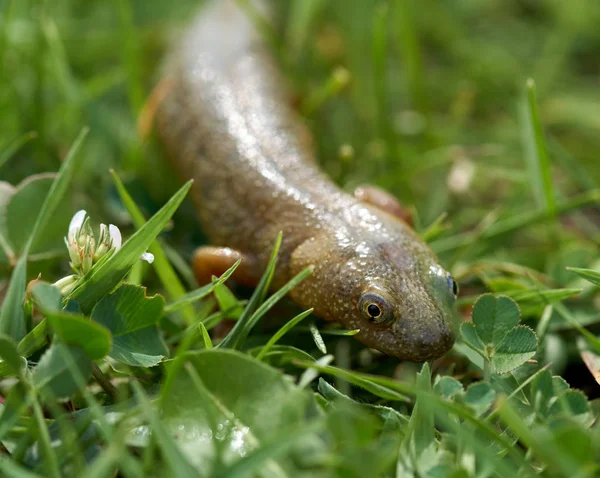 Salamandra Água Marrom Closeup Grama — Fotografia de Stock
