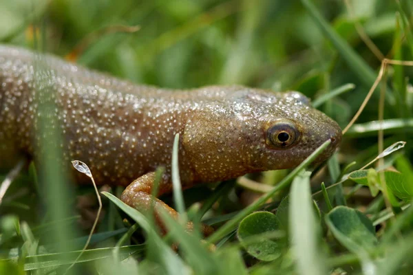 Brauner Wassersalamander Nahaufnahme Gras — Stockfoto