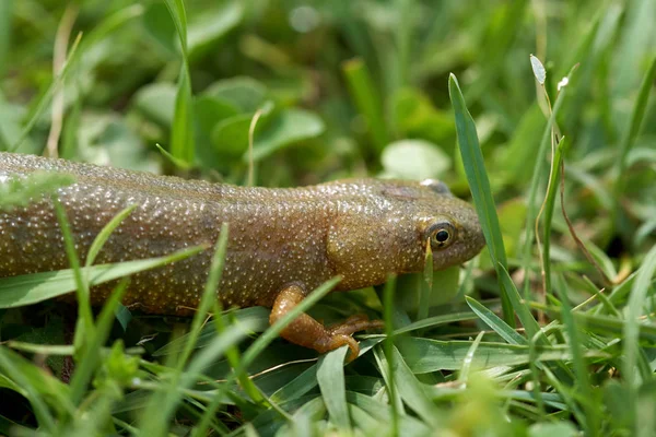 Kahverengi Semender Closeup Çim — Stok fotoğraf