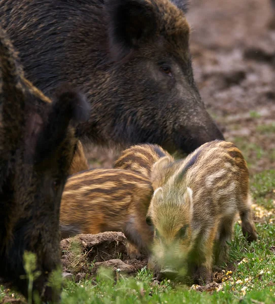 Wild Hogs Suggan Och Smågrisarna Hejar Mat — Stockfoto