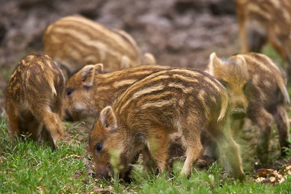 Wild Hogs Sow Piglets Rooting Food — Stock Photo, Image