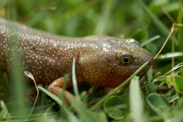 Brauner Wassersalamander Nahaufnahme Gras — Stockfoto