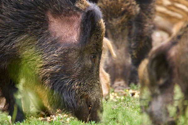 Wild hogs, sow and piglets rooting for food