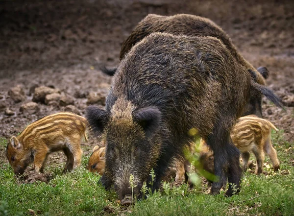 Cerdos Cerdas Lechones Silvestres Que Buscan Alimento —  Fotos de Stock