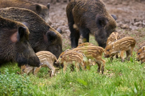 Porcs Sauvages Truies Porcelets Enracinés Pour Alimentation — Photo