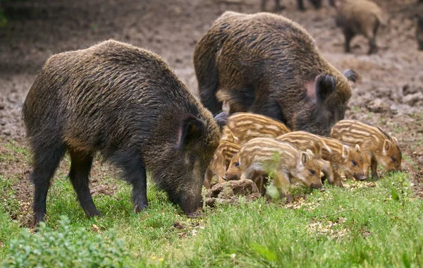 Wild hogs, sow and piglets rooting for food - Stock Image - Everypixel