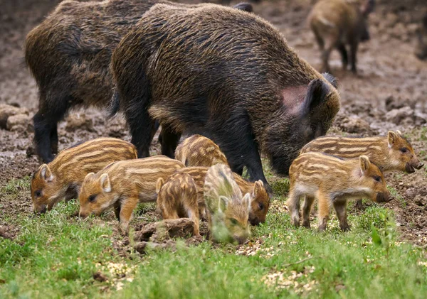 野生猪 母猪和仔猪生根觅食 — 图库照片