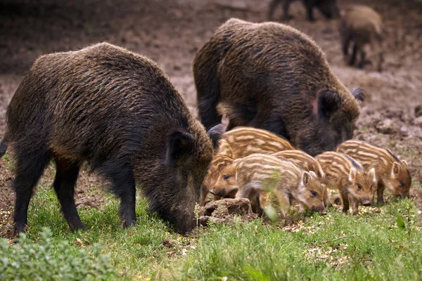 Wild Hogs Sow Piglets Rooting Food — Stock Photo, Image