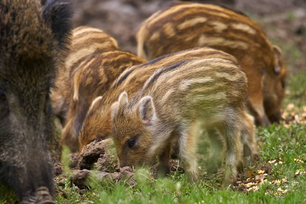 Wild hogs, sow and piglets rooting for food