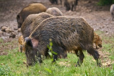 Yabani domuz, domuz ve gıda için köklenme domuz yavruları