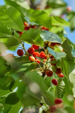 Olgun kırmızı kiraz dalında closeup, açık üzerinde