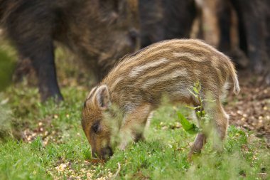 Yabani domuz, domuz ve gıda için köklenme domuz yavruları