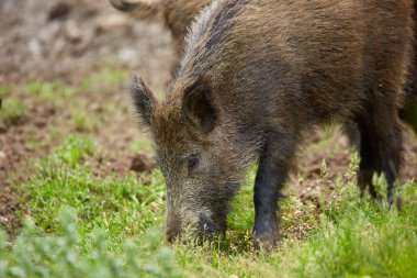Köklenme, ormanda yiyecek arayan çocuk Çılgın motorcu