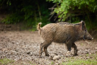 Köklenme, ormanda yiyecek arayan çocuk Çılgın motorcu