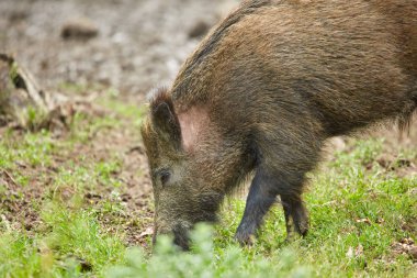 Köklenme, ormanda yiyecek arayan çocuk Çılgın motorcu