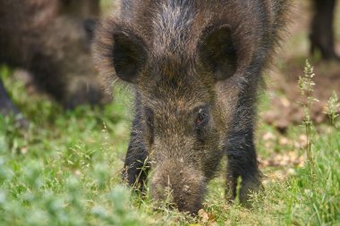 Köklenme, ormanda yiyecek arayan çocuk Çılgın Motorcular