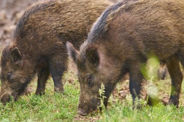 Köklenme, ormanda yiyecek arayan çocuk Çılgın Motorcular