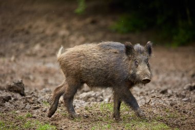 Köklenme, ormanda yiyecek arayan çocuk Çılgın motorcu