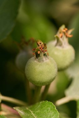 Bir ağaç dalı meyve üzerinde olgunlaşmamış elma