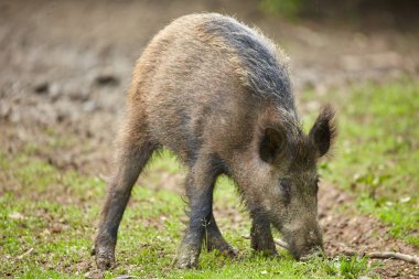 Köklenme, ormanda yiyecek arayan çocuk Çılgın motorcu