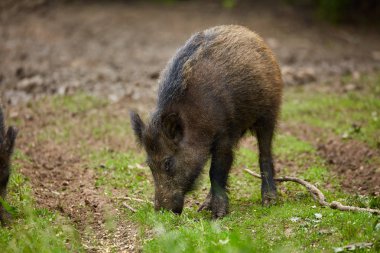 Köklenme, ormanda yiyecek arayan çocuk Çılgın motorcu