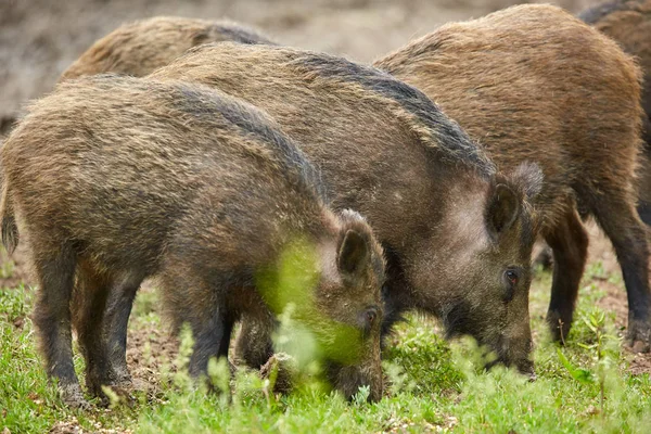 Juvenile wild hogs rooting, searching for food in the forest