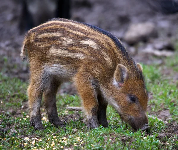 Feral Knorretje Wroeten Voor Voedsel Natuurlijke Habitat — Stockfoto