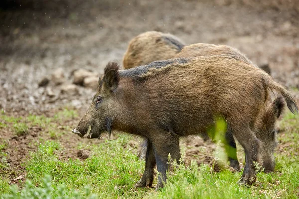 Jonge Wilde Varkens Wroeten Zoek Naar Voedsel Het Bos — Stockfoto