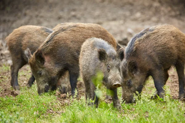 Puercos Salvajes Juveniles Enraizándose Buscando Comida Bosque — Foto de Stock