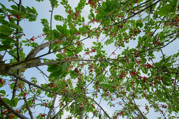 Ώριμα Κόκκινα Κεράσια Υποκατάστημα Κοντινό Πλάνο Υπαίθριο — Φωτογραφία Αρχείου