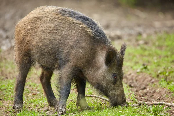 Enraizamiento Juvenil Cerdos Salvajes Busca Comida Bosque —  Fotos de Stock