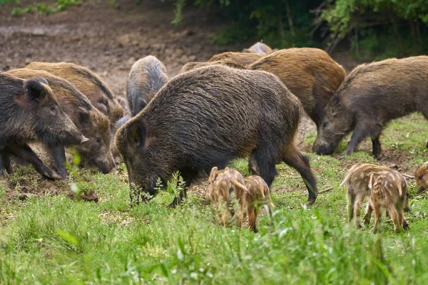 Wildschweine Sauen Und Ferkel Auf Nahrungssuche — Stockfoto