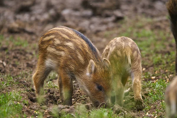 Feral pigs, sow and piglets rooting for food