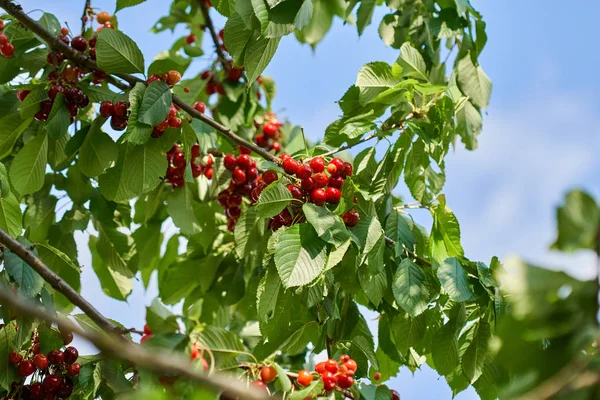 Olgun kırmızı kiraz dalında closeup, açık üzerinde