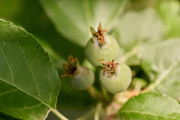 Manzanas Inmaduras Una Rama Árbol Huerto —  Fotos de Stock